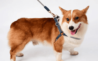 Find the Perfect Dog Harness for Your Furry Friend Today! - Pawsy