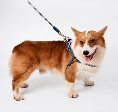 Find the Perfect Dog Harness for Your Furry Friend Today! - Pawsy