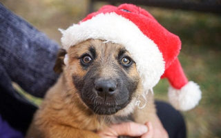 Guide to Buy Dog in Australia - Choose Your Perfect Companion - Pawsy