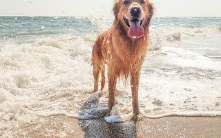 Top Beach-Friendly Dog Breeds in Australia to Consider - Pawsy