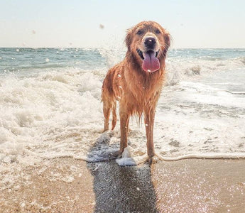 Top Beach-Friendly Dog Breeds in Australia to Consider - Pawsy