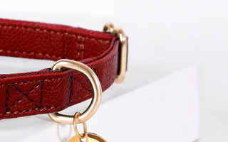 Top-Quality Personalised Dog Collars for Your Furry Friends - Pawsy