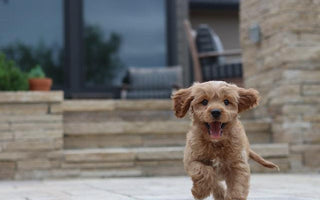 Your New Puppy: Essential Tips for First-Time Owners - Pawsy