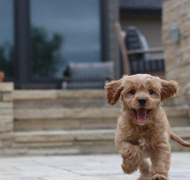 Your New Puppy: Essential Tips for First-Time Owners - Pawsy