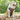 No-Pull Dog Harness in Brown
