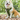 No-Pull Dog Harness in Green