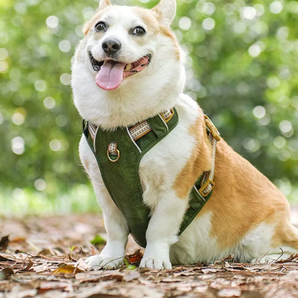 No-Pull Dog Harness in Green