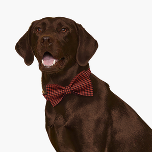 Red Plaid Dog Bow Tie & Collar Set
