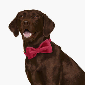 Classic Red Velvet Dog Bow Tie Collar Set
