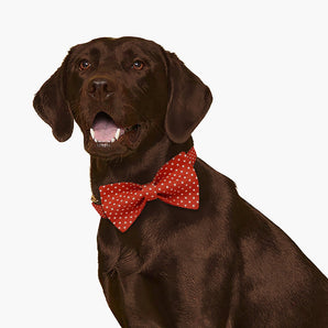 Red Polka Dot Dog Bow Tie Collar Set