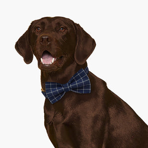 Oxford Blue Dog Bow Tie & Collar Set with Name