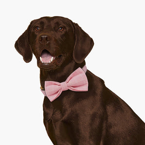 Pink Plaid Dog Bow Tie & Collar Set with Name